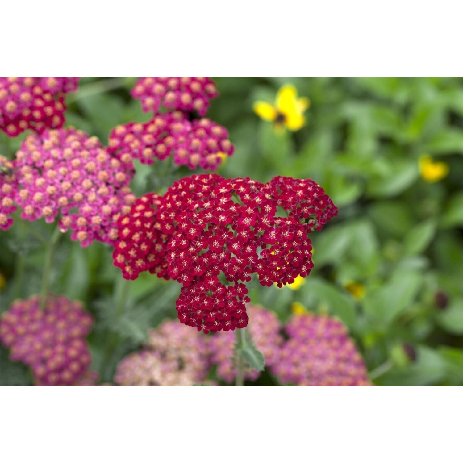 Achillea Millefolium Red Velvet Schafgarbe Ca. 9x9 cm Topf günstig online kaufen