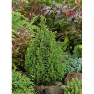 Grüne Chamaecyparis Top Point Scheinzypresse (20–30 cm) im Gartenbeet.