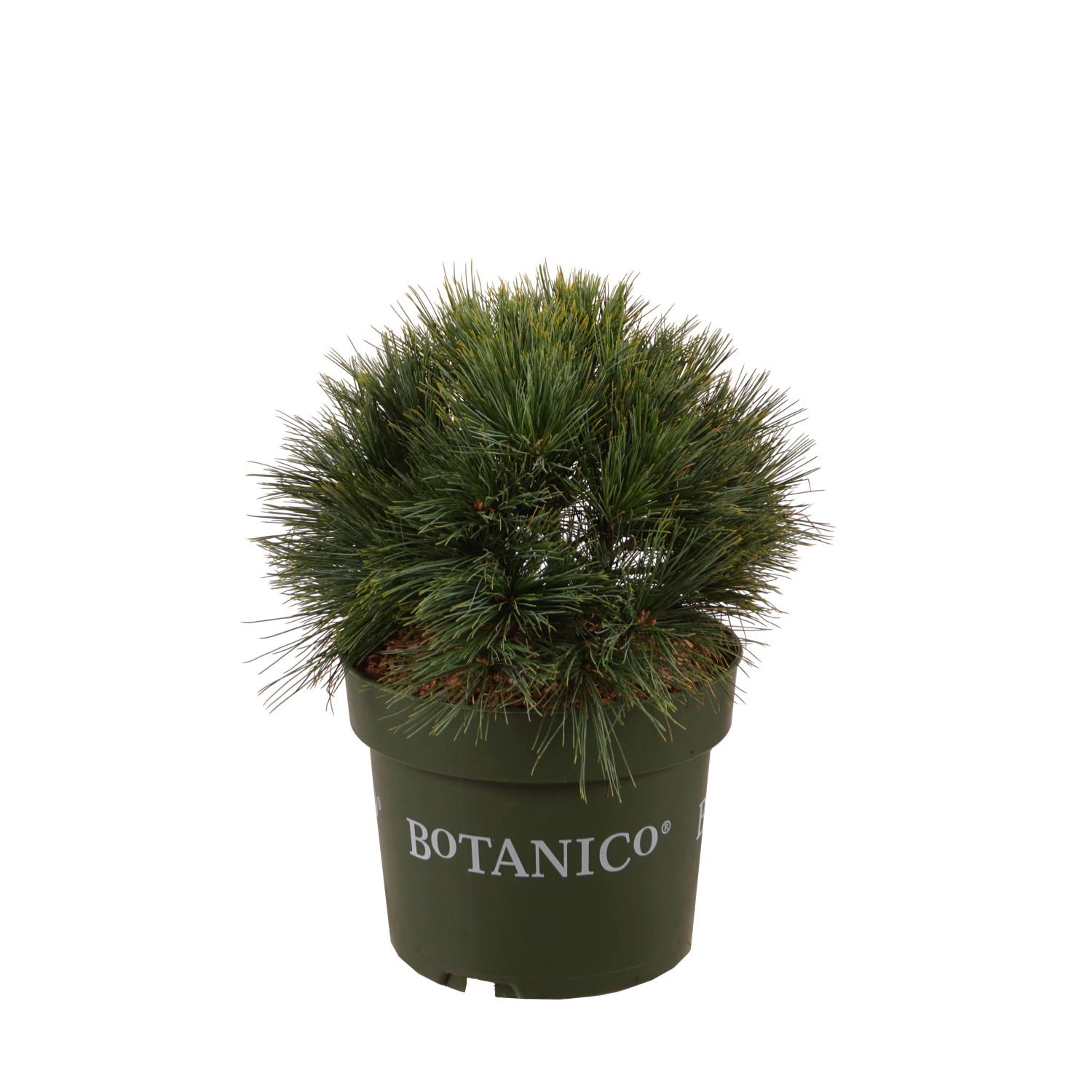 Zwergkiefer Pinus strobus 'Minima' 25-30 cm 3,7 l winterhart kaufen bei OBI