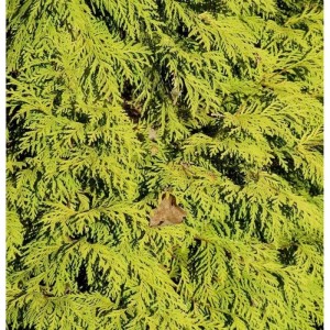 Nahaufnahme eines Lebensbaums King of Brabant (Thuja occidentalis) mit gelbgrünen Blättern.