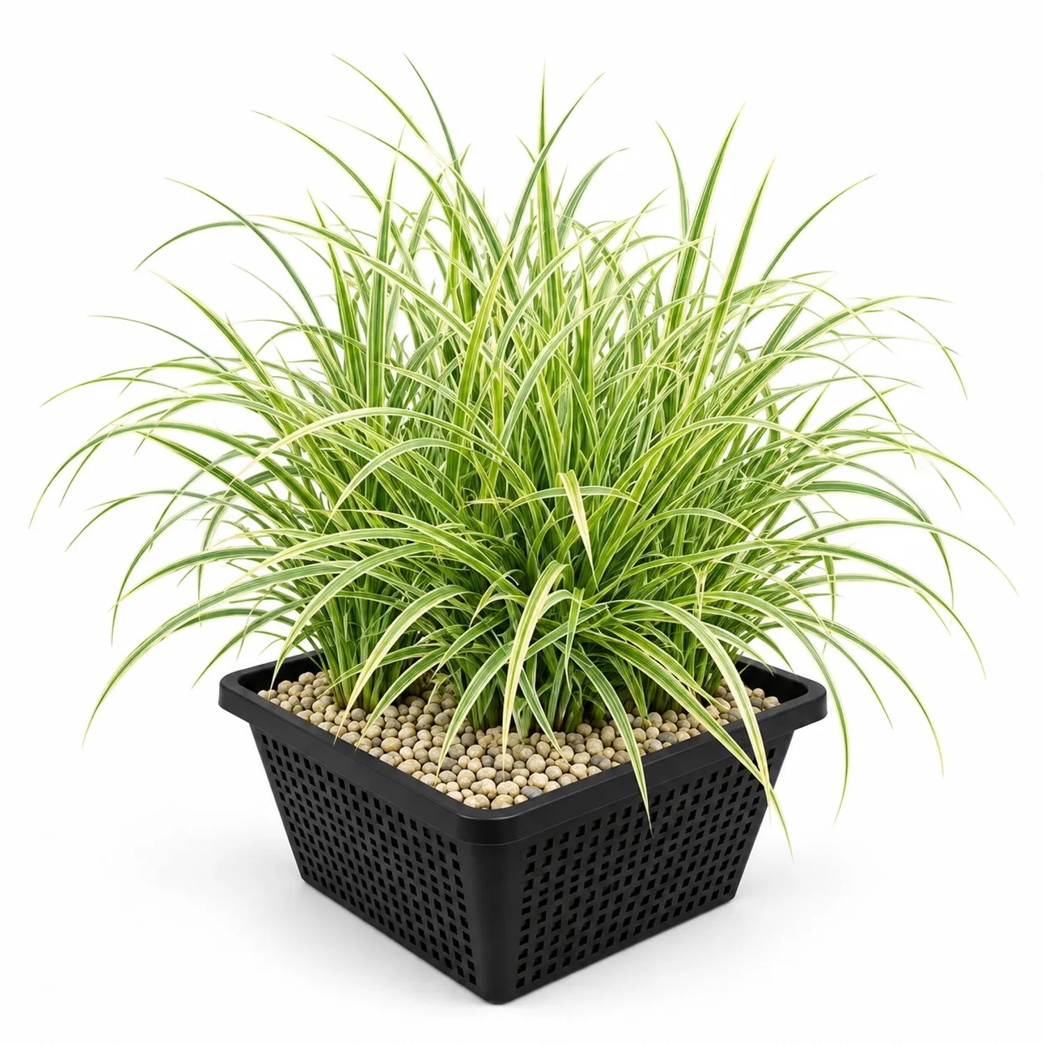 Vdvelde Segge   Carex   Set Mit 4 Stück Und Korb