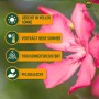 Nahaufnahme eines rosa blühenden Sunny-Tree Oleanders. Blühende Kübelpflanze, pflegeleicht und trockenheitsresistent.