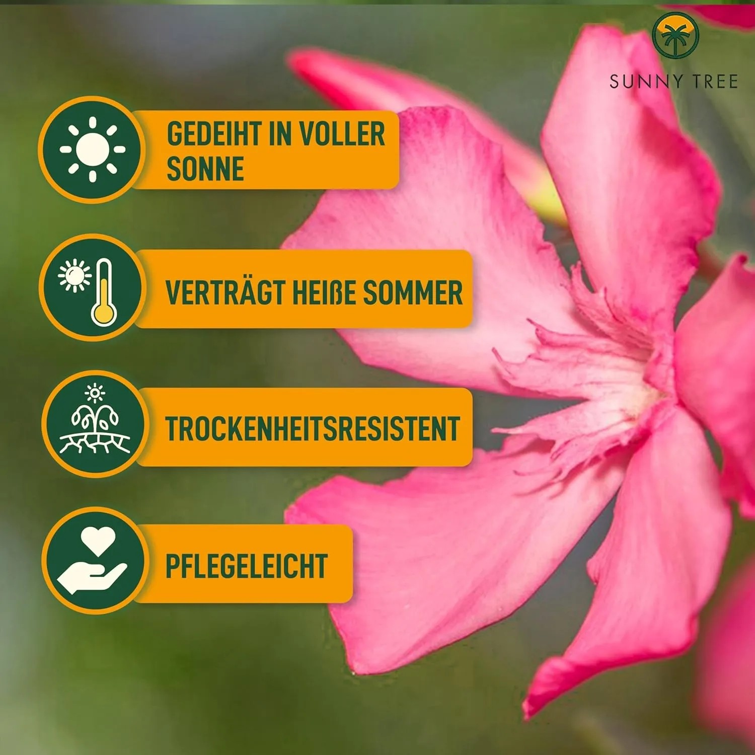 Nahaufnahme eines rosa blühenden Sunny-Tree Oleanders. Blühende Kübelpflanze, pflegeleicht und trockenheitsresistent.