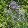 Blühende Wiesenraute 'Elin' (Thalictrum Rochebrunianum) im Topf, lila Blüten, grüne Blätter.