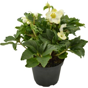 Winterrose Weiß im Topf, ca. 17 cm. Helleborus Niger mit weißen Blüten und grünen Blättern.