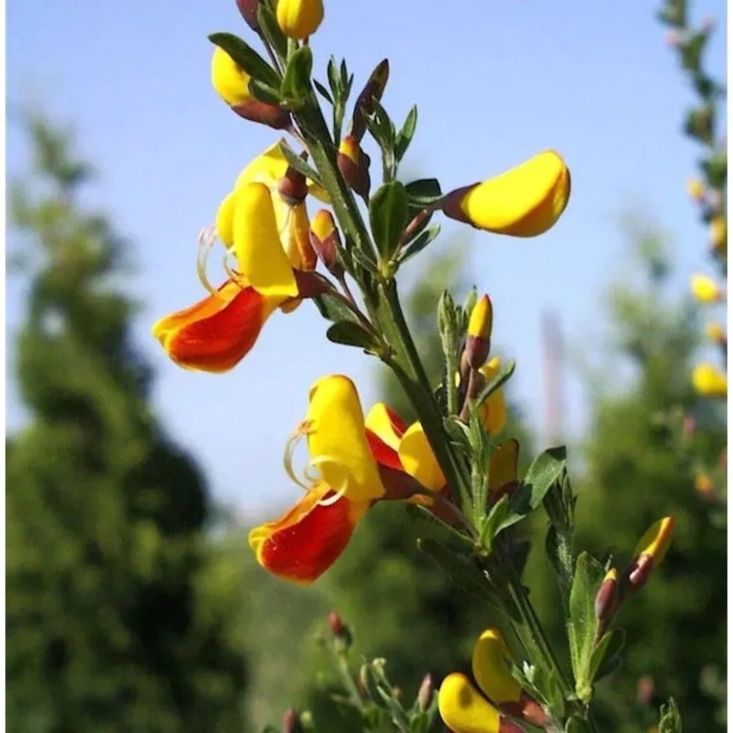 Besenginster Dragonfly 40-60cm - Cytisus scoparius