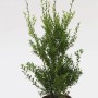 Glänzender, grüner Japanischer Ilex Impala Strauch (50-60cm) im Topf.