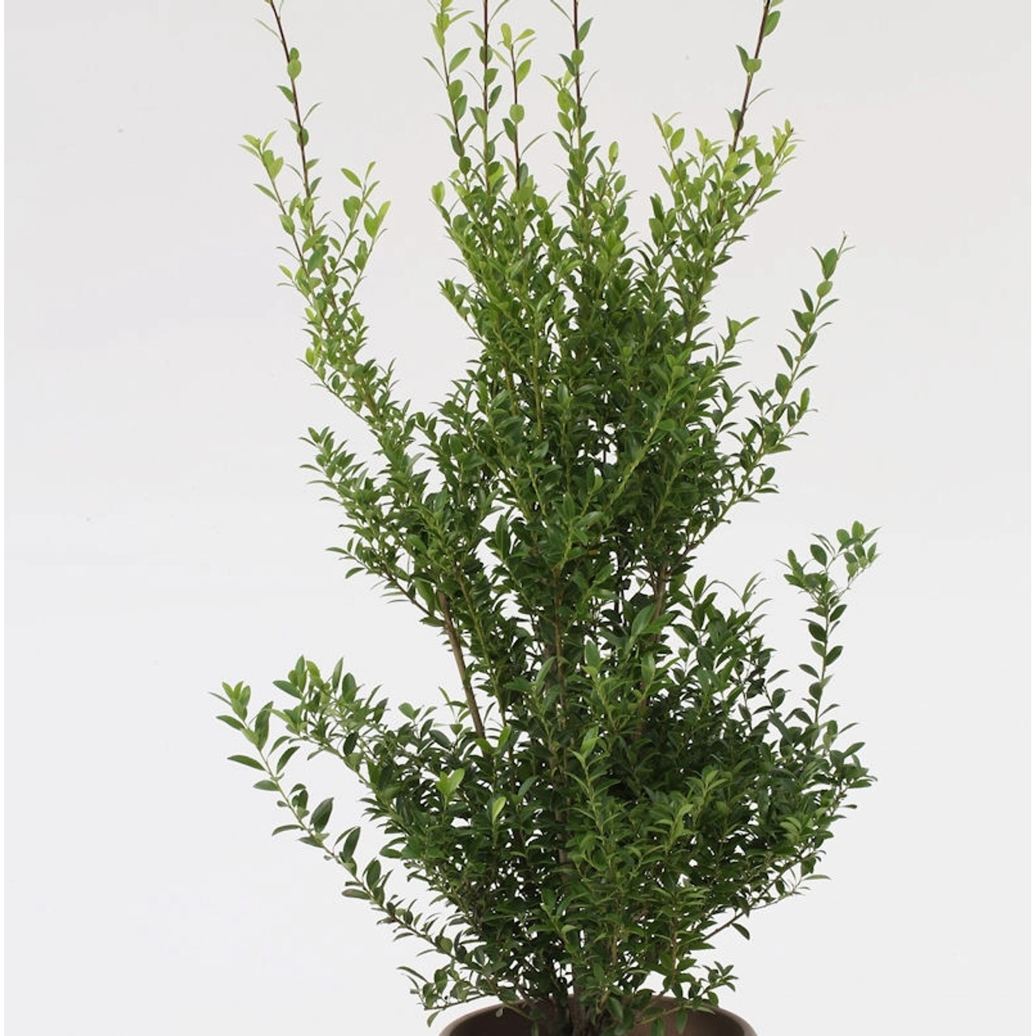 Glänzender Japanische Ilex Impala 50-60cm - Ilex maximowicziana günstig online kaufen