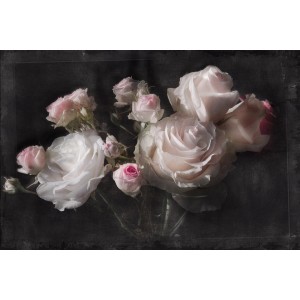Fototapete Eternity: Zartrosa Rosenblüten vor dunklem Hintergrund für ein elegantes Ambiente.