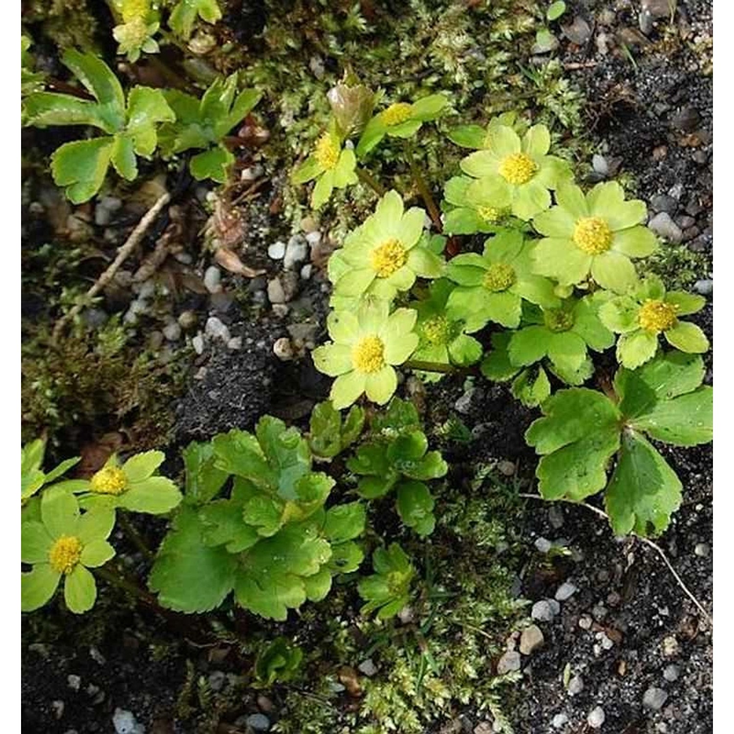 Goldteller - Hacquetia epipactis günstig online kaufen