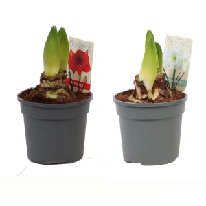 Amaryllis, 2-fach sortiert, im Topf. Blühpflanze mit roten und weißen Blüten.