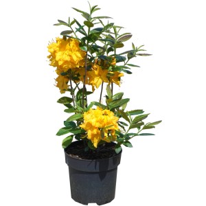 Sommergrüne Azalee "Klondyke" Höhe ca. 40 cm Topf ca. 6 l Azalea knap hill