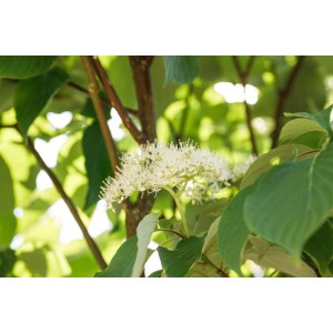 Nahaufnahme des blühenden Pagoden-Hartriegels (Cornus alternifolia) mit weißen Blüten und grünen Blättern.