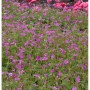 Blühender Storchenschnabel 'Rise and Shine' (Geranium wallichianum) im Beet.
