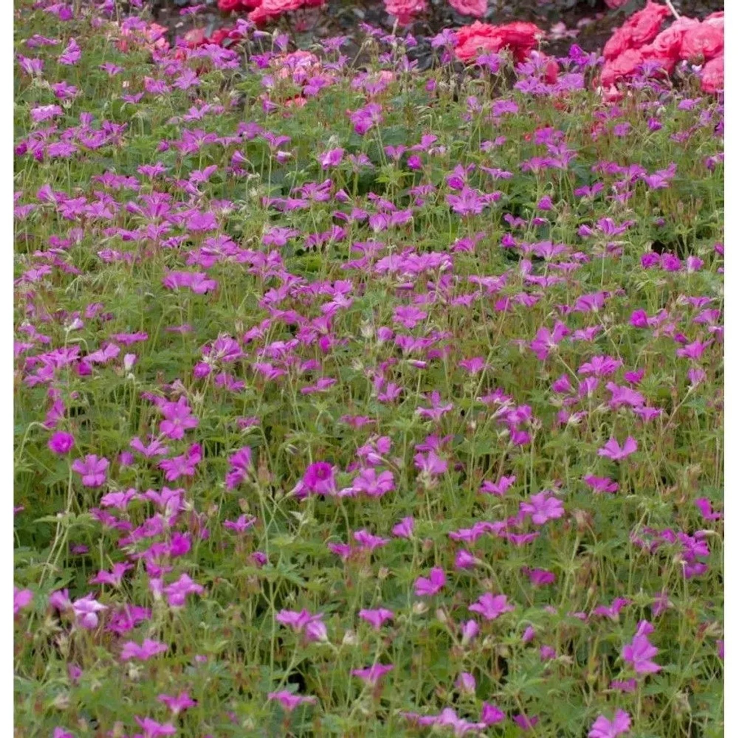 Blühender Storchenschnabel 'Rise and Shine' (Geranium wallichianum) im Beet.