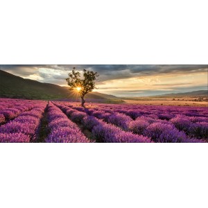 Glasbild Silence 30x80 cm: Lavendelfeld mit Baum im Sonnenuntergang. Dekoratives Wandbild für Wohnräume.