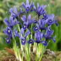 Zwergiris Harmony im 9x9 cm Topf: Blaue Blüten mit gelben Akzenten, ideal für Zimmer und Garten.