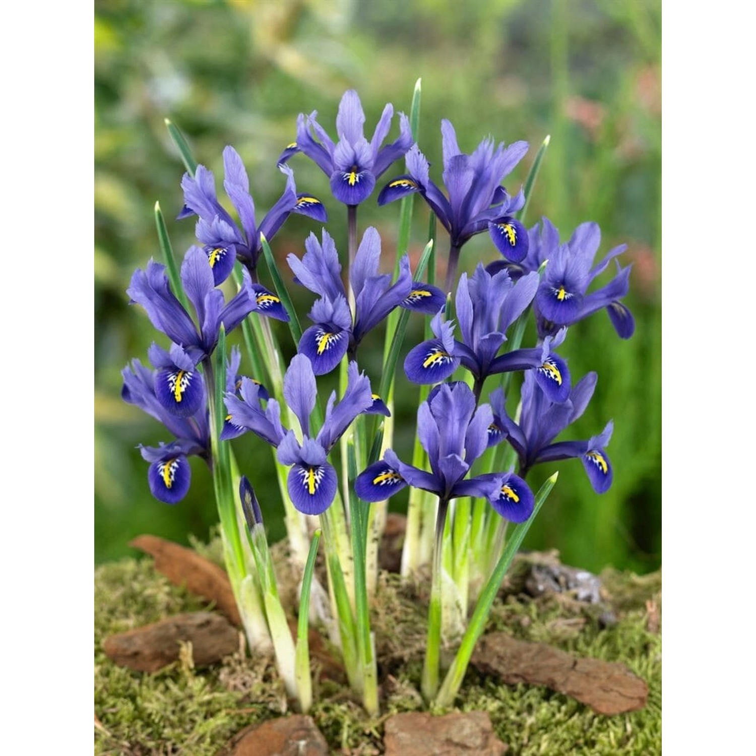 Iris Reticulata Zwergiris Harmony Ca. 9x9 cm Topf günstig online kaufen