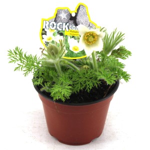 Kuhschelle Mix im Topf, ca. 23cm hoch. Winterharte Staude mit weißen Blüten und grünen Blättern.