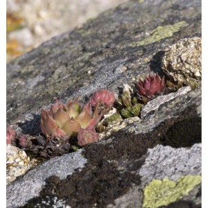 Dachwurz Purple Passion (Sempervivum cultorum) auf Stein, Nahaufnahme.