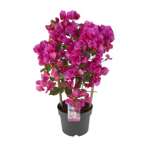Drillingsblume (Bougainvillea glabra) als Pyramide, ca. 100cm hoch, im Topf. Üppige, pinke Blüten.