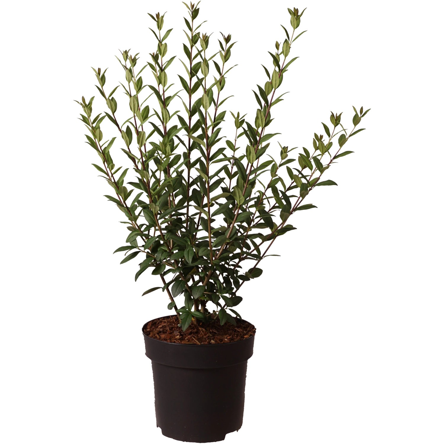 Ligustrum vulgare 'Atrovirens Select' Höhe ca. 30 cm Topf ca. 2,8 l