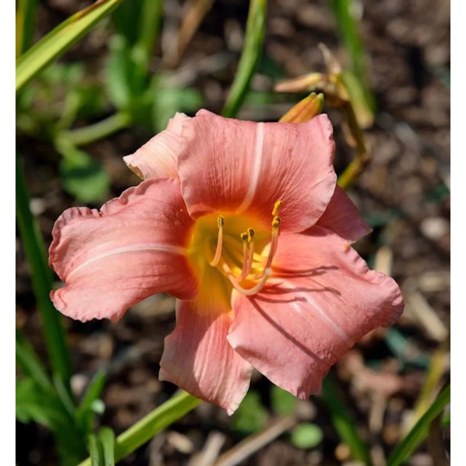 Taglilie Bed of Roses - Hemerocallis