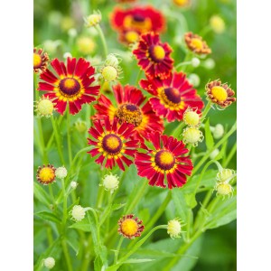 Garten-Sonnenbraut 'Moerheim Beauty' mit rotbraunen Blüten, eine attraktive Staude für sonnige Standorte.