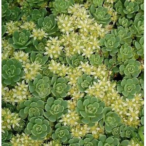 Nahaufnahme der Rosetten Fetthenne (Sedum pachyclados) mit kleinen, weißen Blüten.