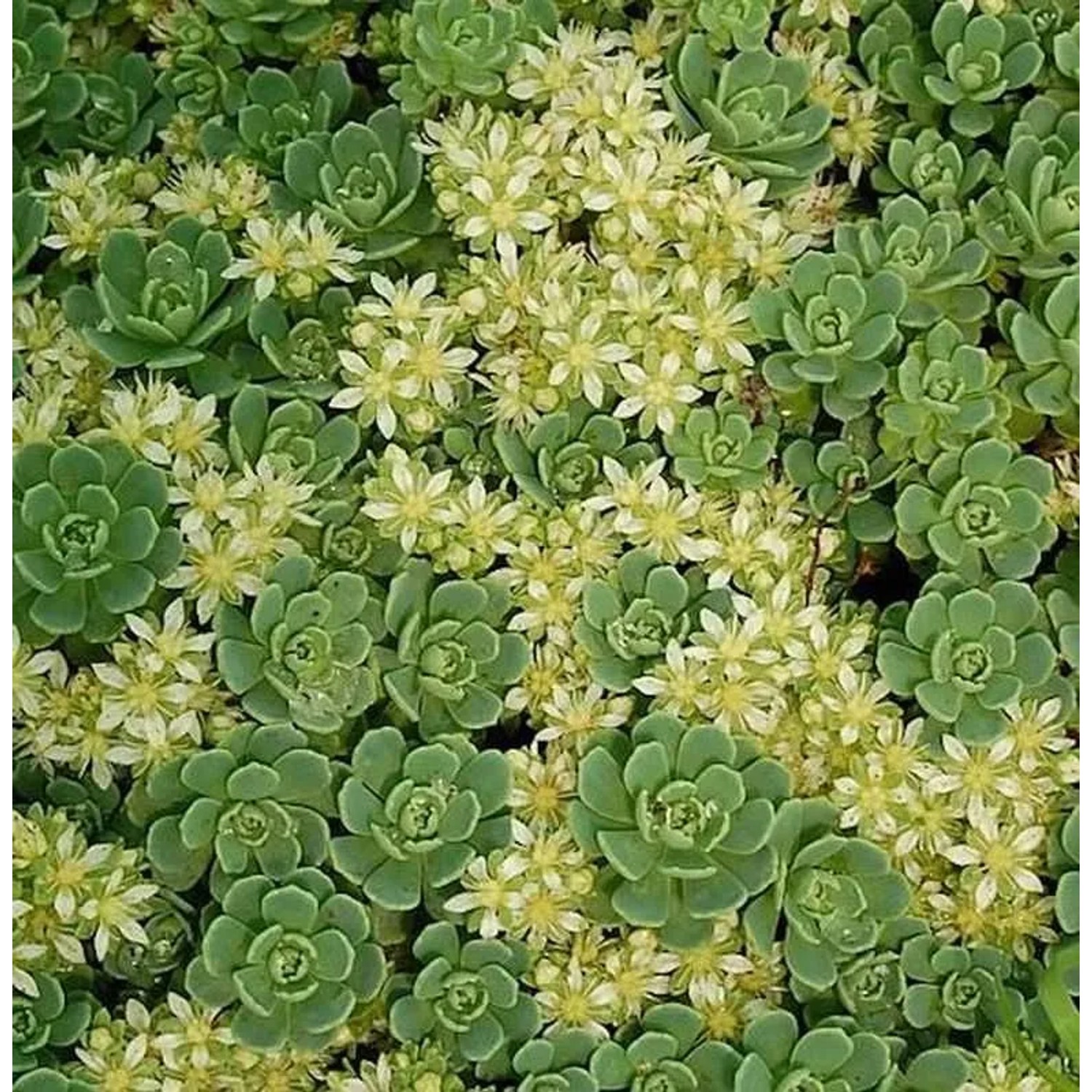 Rosetten Fetthenne - Sedum pachyclados