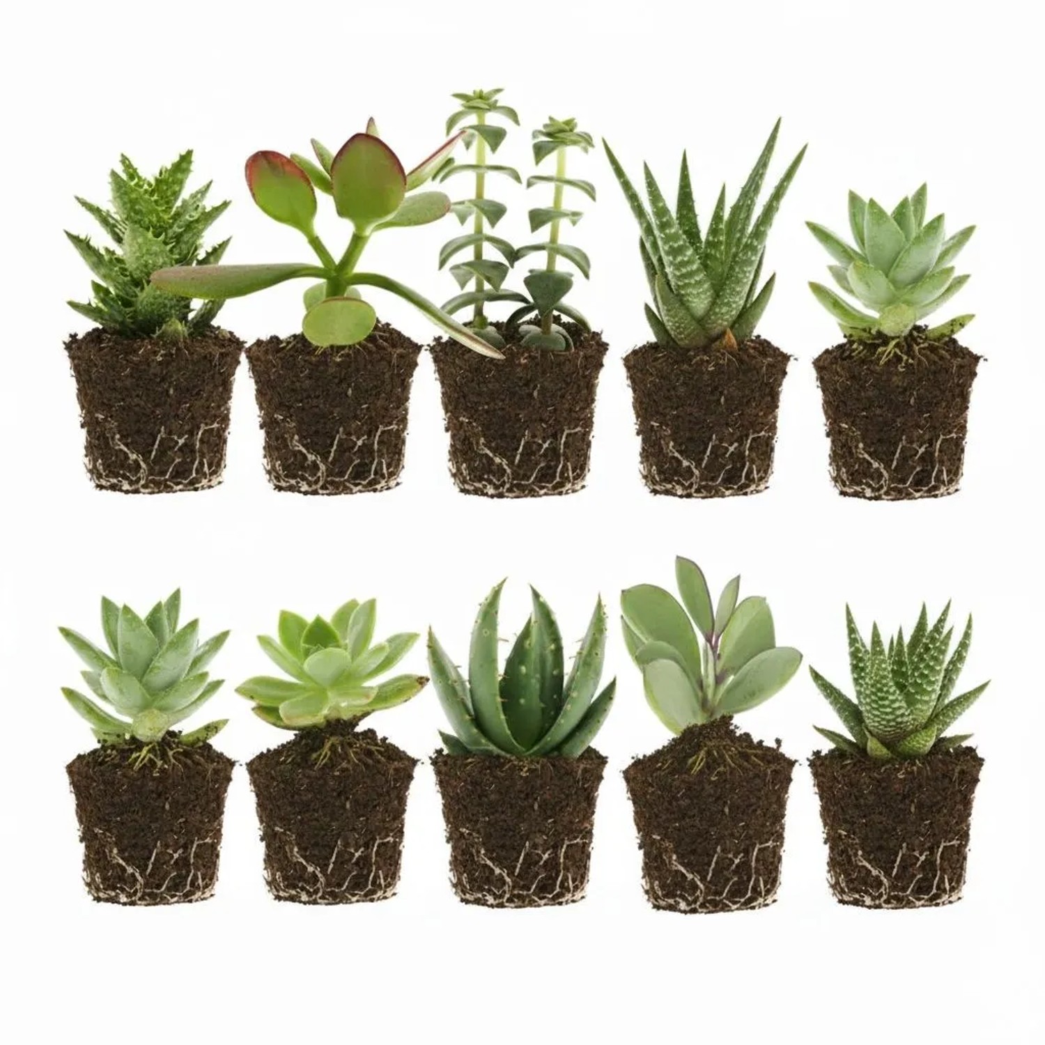 Vdvelde Mini Sukkulenten   10 Stück   5,5 Cm   Ohne Topf