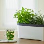 Gusta Garden Anzuchtsgefäß Harry Herbs, 5L, weiß, mit Kräutern und einer Tasse Tee.