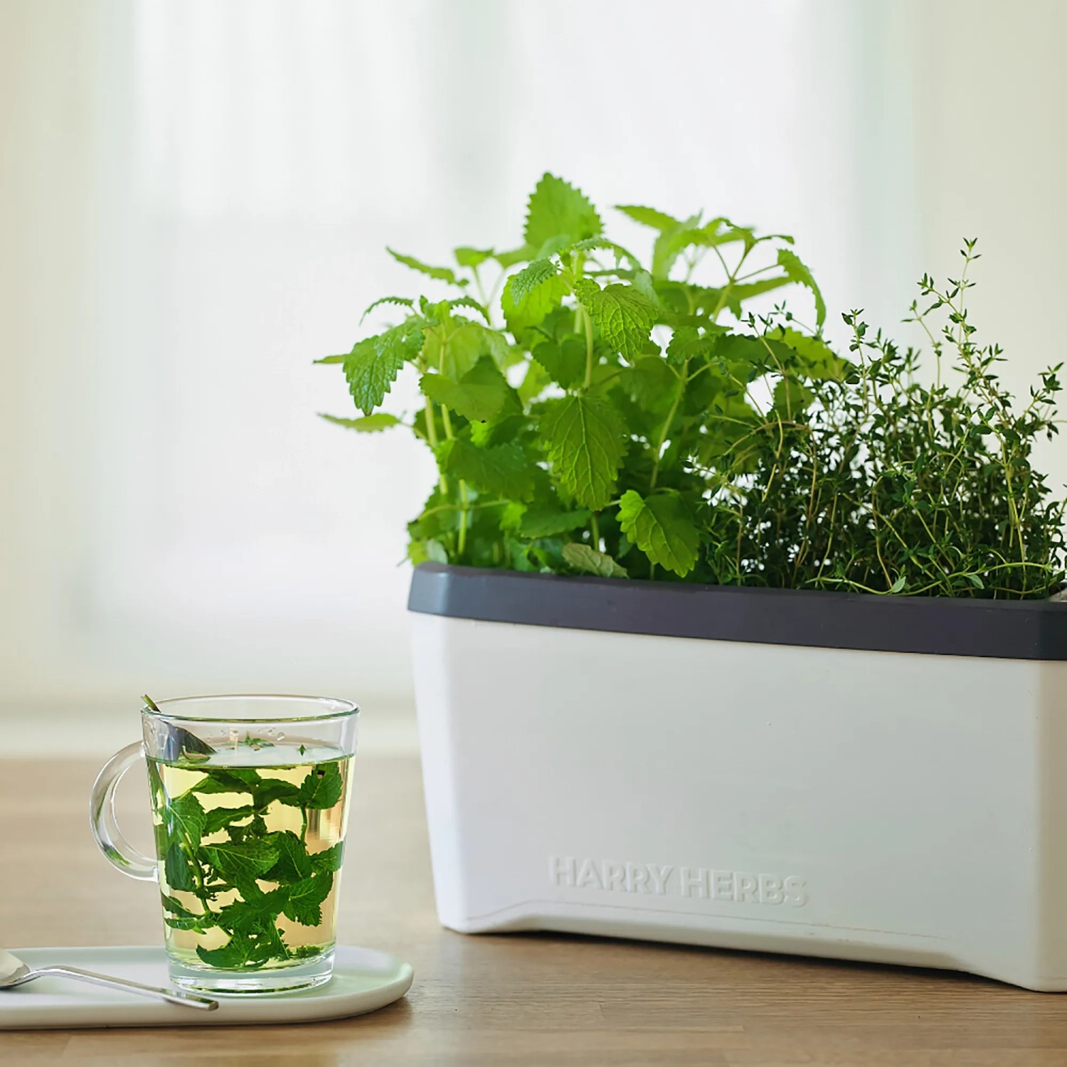 Gusta Garden Anzuchtsgefäß Harry Herbs, 5L, weiß, mit Kräutern und einer Tasse Tee.
