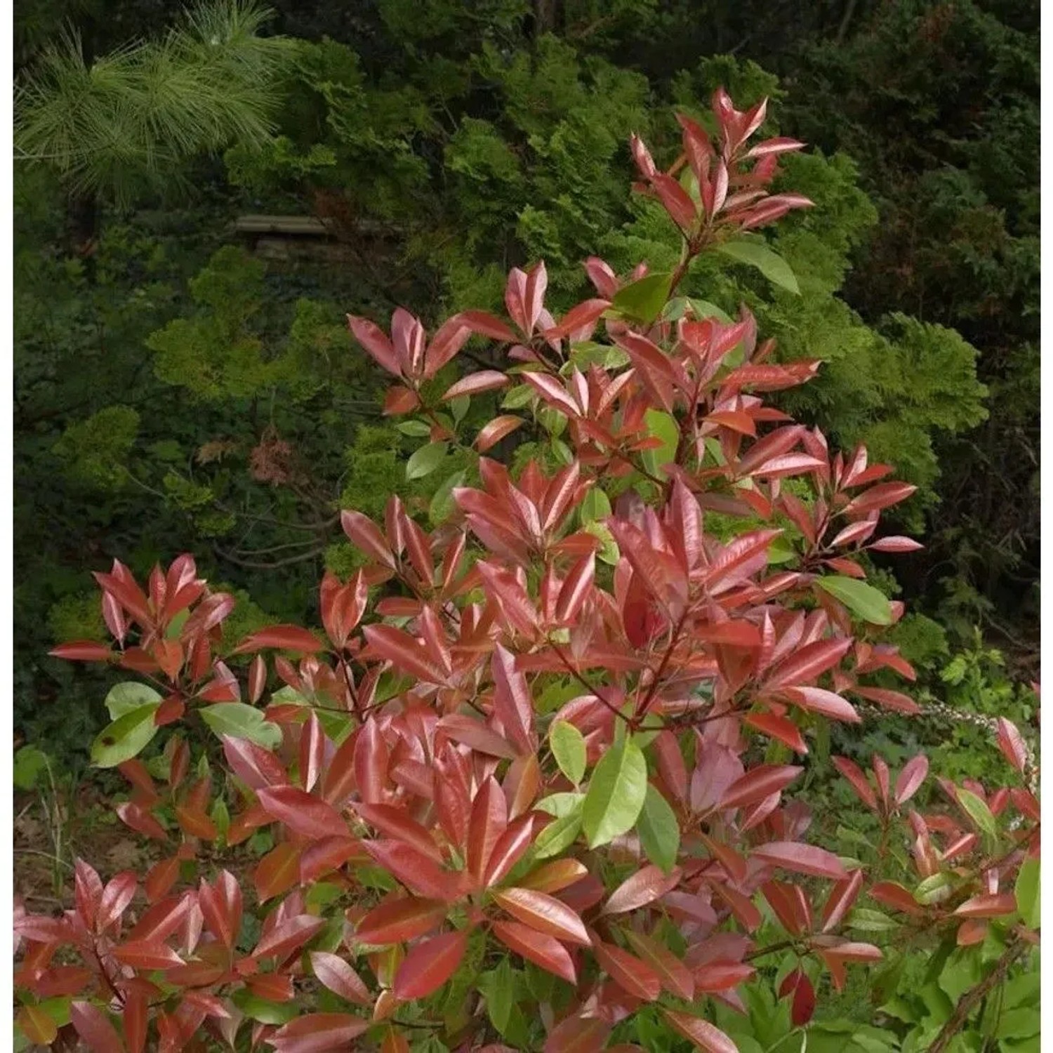 Glanzmispel Little Fenna 30-40cm - Photinia fraseri