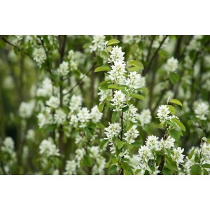 Blühende Felsenbirne Edelweiß (Amelanchier Laevis) mit weißen Blüten und grünen Blättern.
