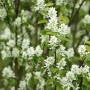 Blühende Felsenbirne Edelweiß (Amelanchier Laevis) mit weißen Blüten und grünen Blättern.
