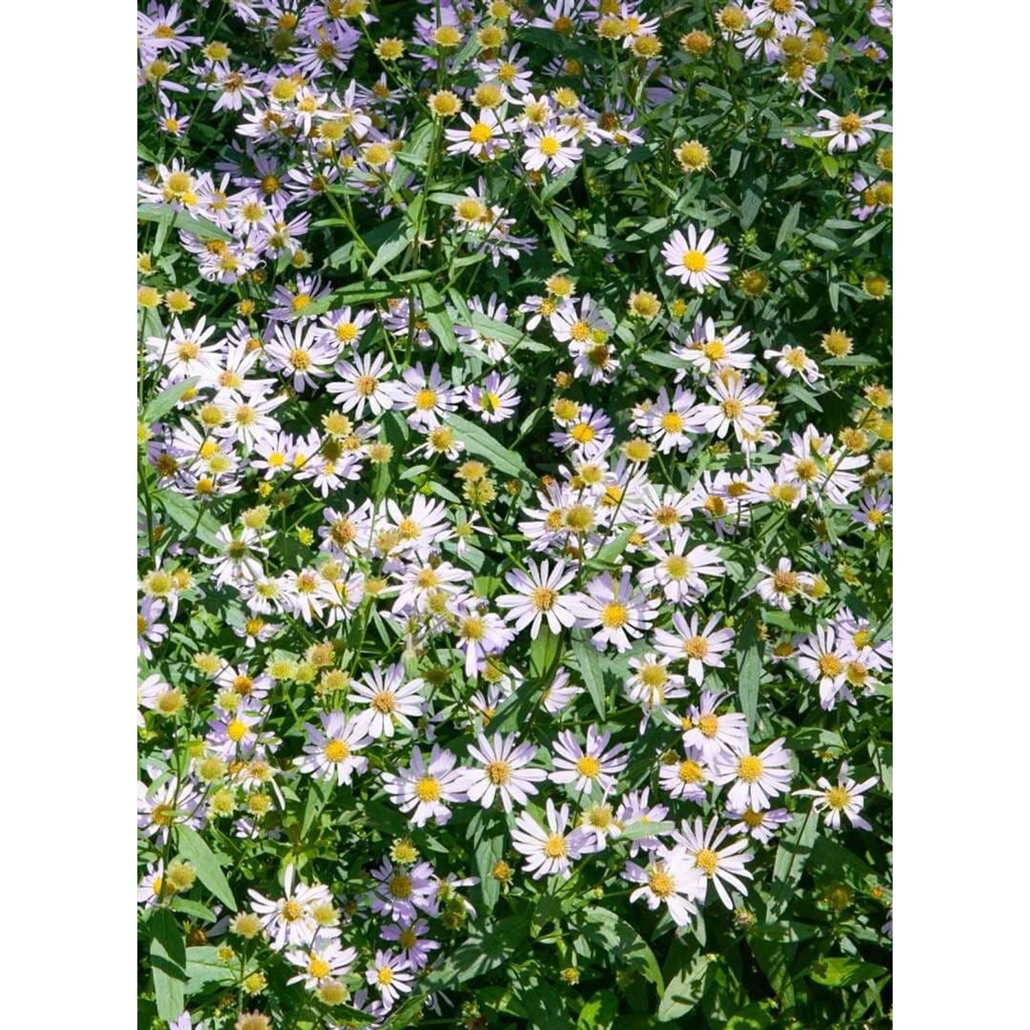 Boltonia Asteroides Snowbank Asternähnliche Boltonie Ca. 11x11 cm Topf günstig online kaufen