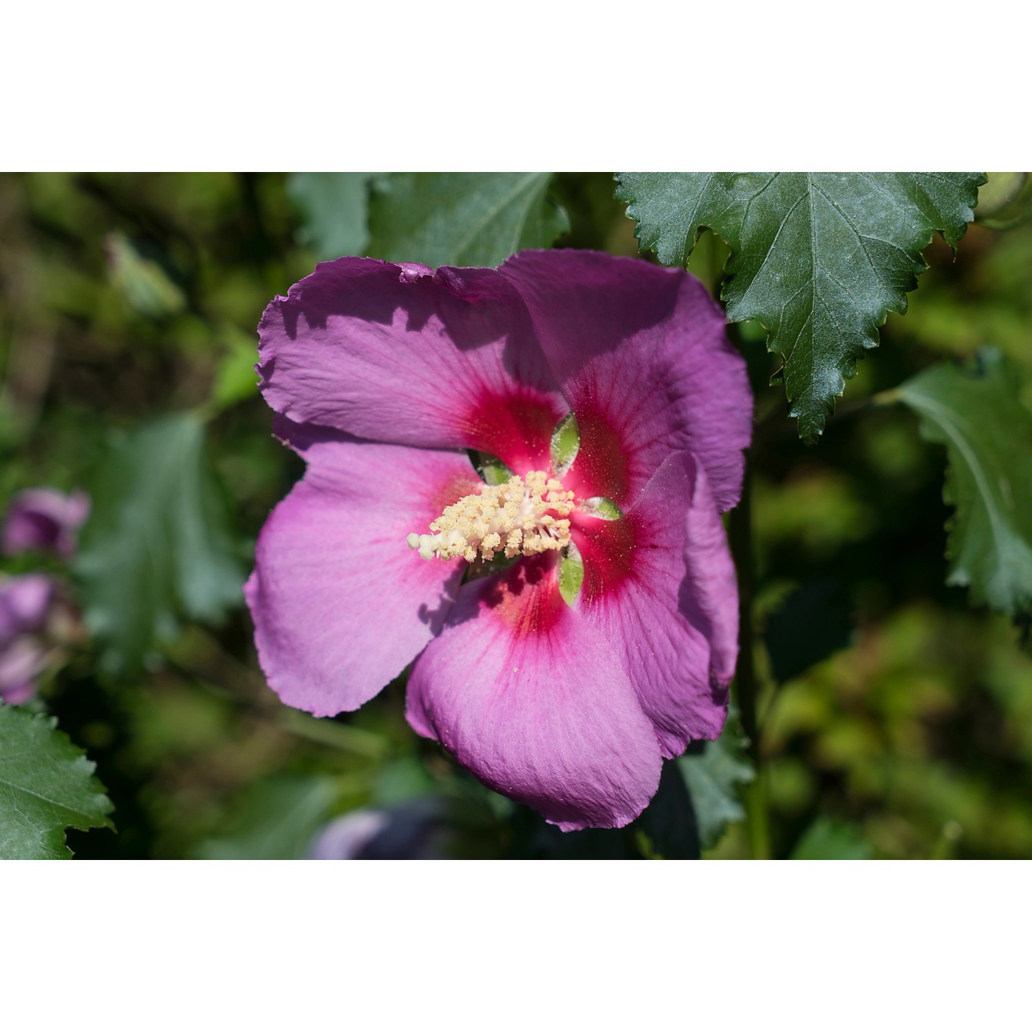 40+ Riesen Hibiskus Kaufen Obi, Der hibiskus big hibiskiss (hibiscus
