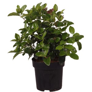 Mittelmeer-Schneeball Lisarose im Topf, ca. 30-40 cm hoch, mit grünen Blättern und rosa Knospen.