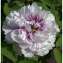 Halbstrauchige Pfingstrose Cora Louise - Paeonia itoh_2