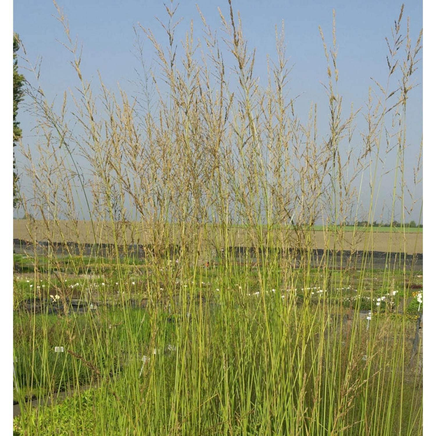 Riesen Pfeifengras Windspiel - großer Topf - Molinia arundinacea günstig online kaufen