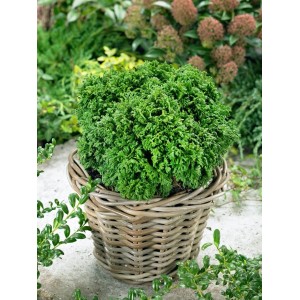 Grüne Zwerg-Scheinzypresse Chamaecyparis pisifera Nana (15–20 cm) im Korb.