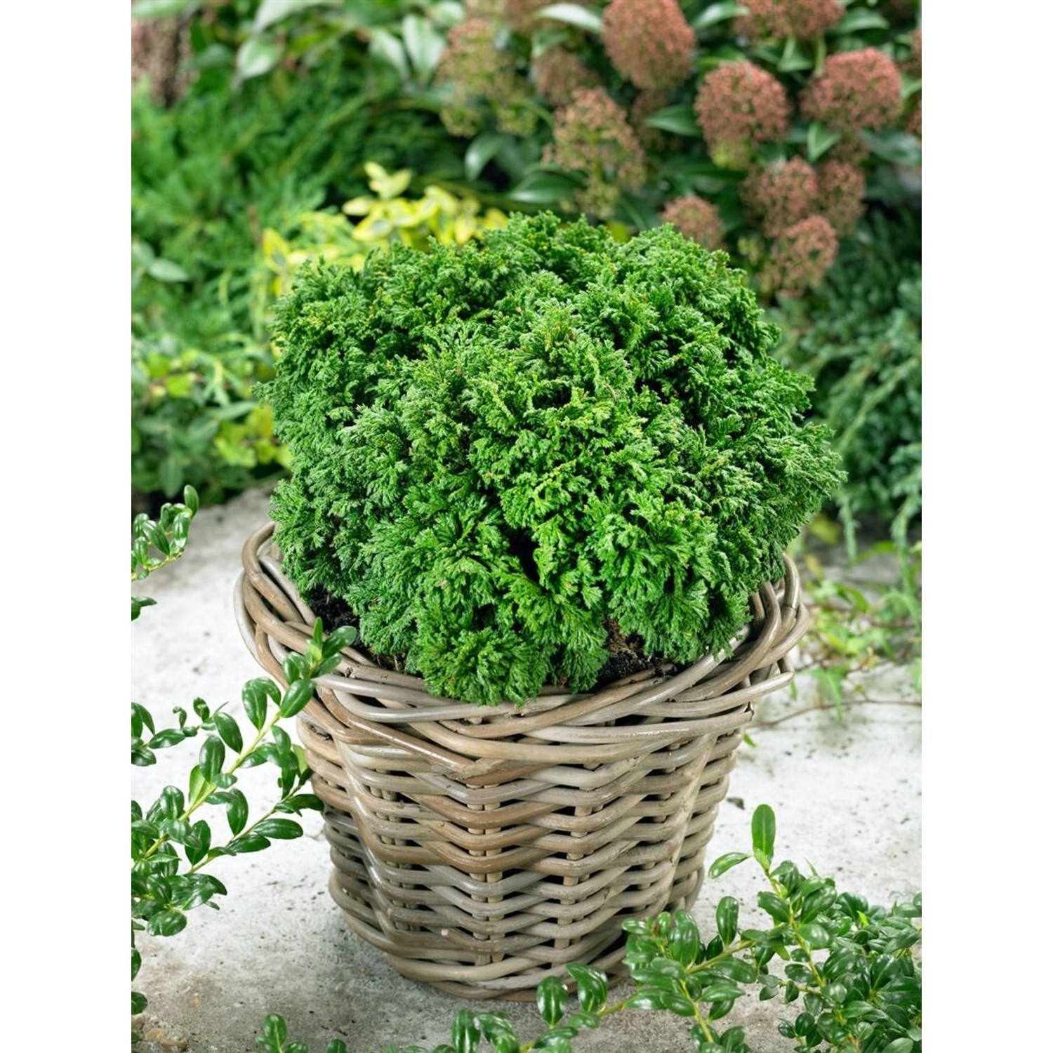Chamaecyparis Pisifera Nana Zwerg-Scheinzypresse 15–20 cm günstig online kaufen