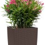 Lechuza Cube Cottage Pflanzkübel, 30x30x30 cm, Mokka, mit Oleander bepflanzt.