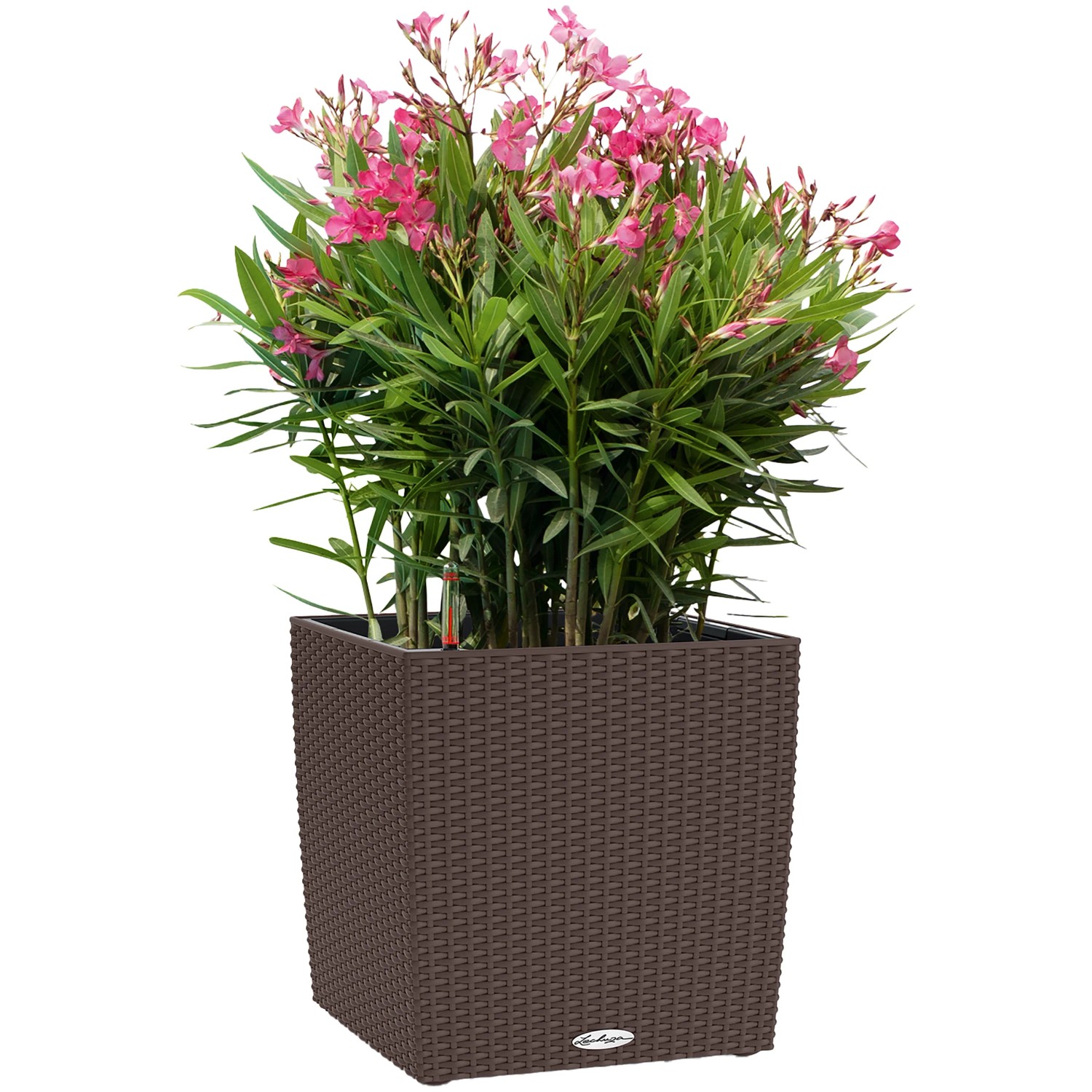 Lechuza Cube Cottage Pflanzkübel, 30x30x30 cm, Mokka, mit Oleander bepflanzt.