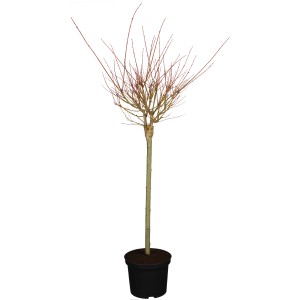 Harlekinweide Hakuro Nishiki Stämmchen im Topf, ca. 40-60 cm hoch.