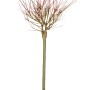 Harlekinweide Hakuro Nishiki Stämmchen im Topf, ca. 40-60 cm hoch.