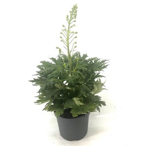 Rittersporn Delphinium Hybrid Delgenius, ca. 40 cm hoch, im Topf.