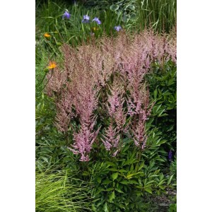 Rosa Prachtspiere (Astilbe) im Gartenbeet. Die Staude blüht üppig mit rosa Blütenrispen.