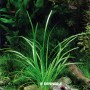 Dennerle Sagittaria Subulata Var. Pusilla Aquariumpflanze im Aquarium mit Kies und Deko.
